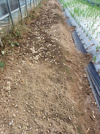 시골을사랑하는경희님의 오늘 어떤 농작업하셨나요? · 참여글 작성글 사진