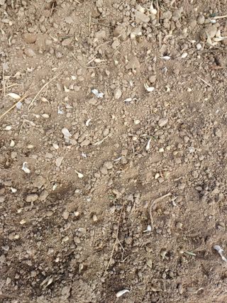 시골을사랑하는경희님의 오늘 어떤 농작업하셨나요? · 참여글 작성글 사진