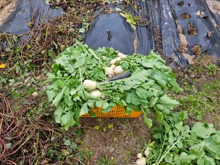 강희상님의 기타작물 · 영농일지 작성글 사진