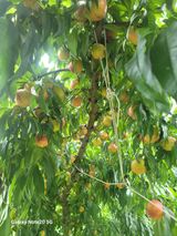 팜모닝 오늘 어떤 농작업하셨나요?·참여글 게시글 이미지