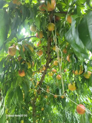 김동철님의 오늘 어떤 농작업하셨나요? · 참여글 작성글 사진