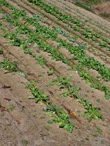 팜모닝 기타작물·영농일지 게시글 이미지