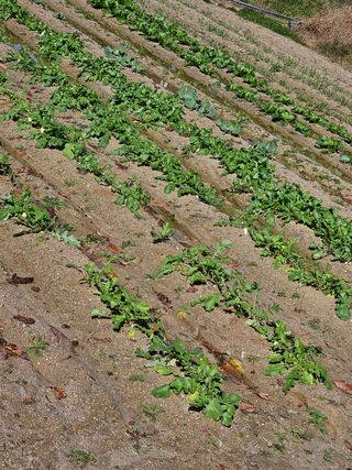 강희상님의 기타작물 · 영농일지 작성글 사진