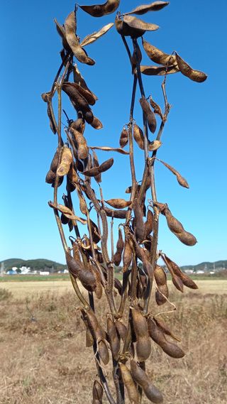 윤충기님의 오늘 어떤 농작업하셨나요? · 참여글 작성글 사진