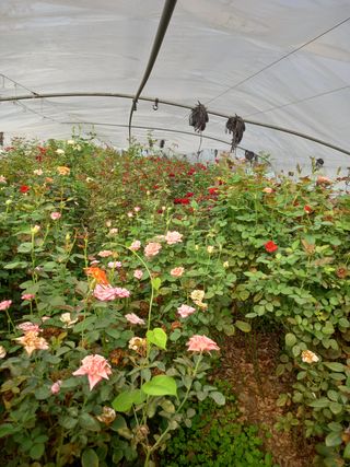 권영애 님의 팜모닝 · 출석 작성글 사진