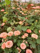 팜모닝 팜모닝·출석 게시글 이미지