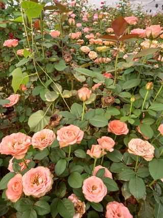 권영애 님의 팜모닝 · 출석 작성글 사진