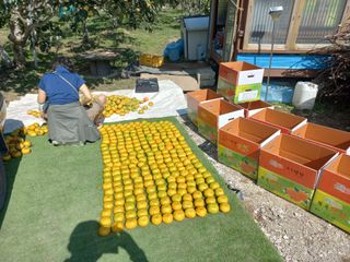 김년욱님의 오늘 어떤 농작업하셨나요? · 참여글 작성글 사진