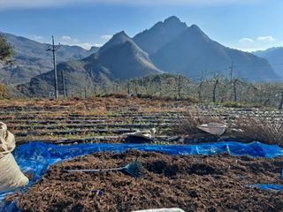 이애숙님의 오늘 어떤 농작업하셨나요? · 참여글 작성글 사진
