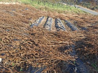 이애숙님의 오늘 어떤 농작업하셨나요? · 참여글 작성글 사진