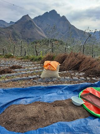 이애숙님의 오늘 어떤 농작업하셨나요? · 참여글 작성글 사진