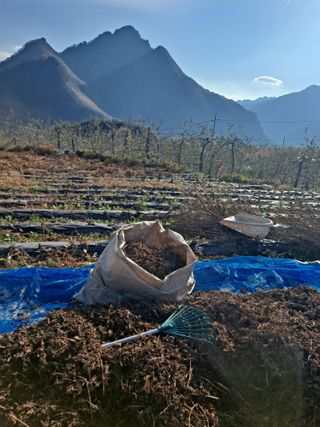 이애숙님의 오늘 어떤 농작업하셨나요? · 참여글 작성글 사진
