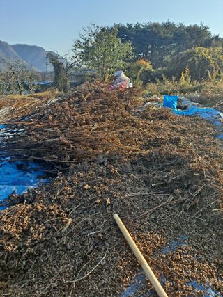 이애숙님의 오늘 어떤 농작업하셨나요? · 참여글 작성글 사진
