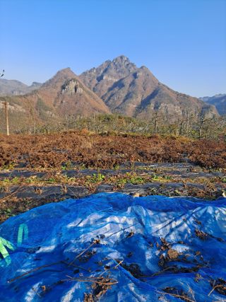 이애숙님의 오늘 어떤 농작업하셨나요? · 참여글 작성글 사진
