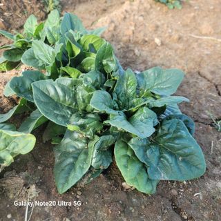 양파링님의 오늘 어떤 농작업하셨나요? · 참여글 작성글 사진