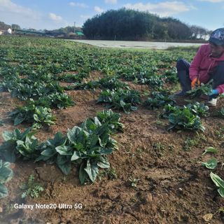 양파링님의 오늘 어떤 농작업하셨나요? · 참여글 작성글 사진
