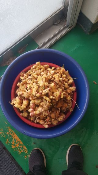 최춘득 청대산 님의 오늘 어떤 농작업하셨나요? · 참여글 작성글 사진