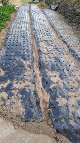 팜모닝 오늘 어떤 농작업하셨나요?·참여글 게시글 이미지