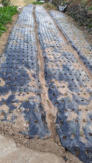 태능김동수님의 오늘 어떤 농작업하셨나요? · 참여글 작성글 사진