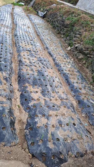 태능김동수님의 오늘 어떤 농작업하셨나요? · 참여글 작성글 사진