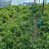 팜모닝 오늘 어떤 농작업하셨나요?·참여글 게시글 이미지