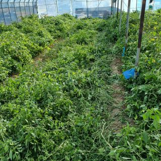 오학봉(멀티팜)님의 오늘 어떤 농작업하셨나요? · 참여글 작성글 사진