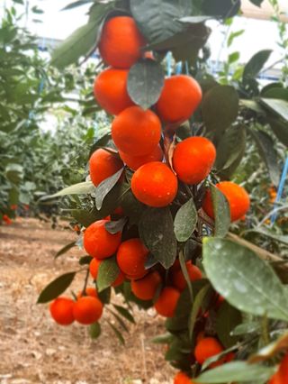 선물차롱님의 오늘 어떤 농작업하셨나요? · 참여글 작성글 사진