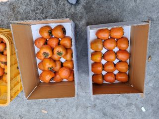 조난희님의 오늘 어떤 농작업하셨나요? · 참여글 작성글 사진