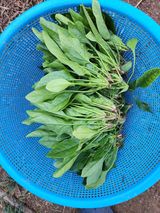 팜모닝 오늘 어떤 농작업하셨나요?·참여글 게시글 이미지