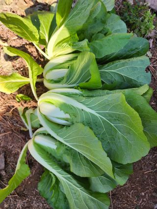 차윤호님의 오늘 어떤 농작업하셨나요? · 참여글 작성글 사진