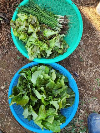 차윤호님의 오늘 어떤 농작업하셨나요? · 참여글 작성글 사진