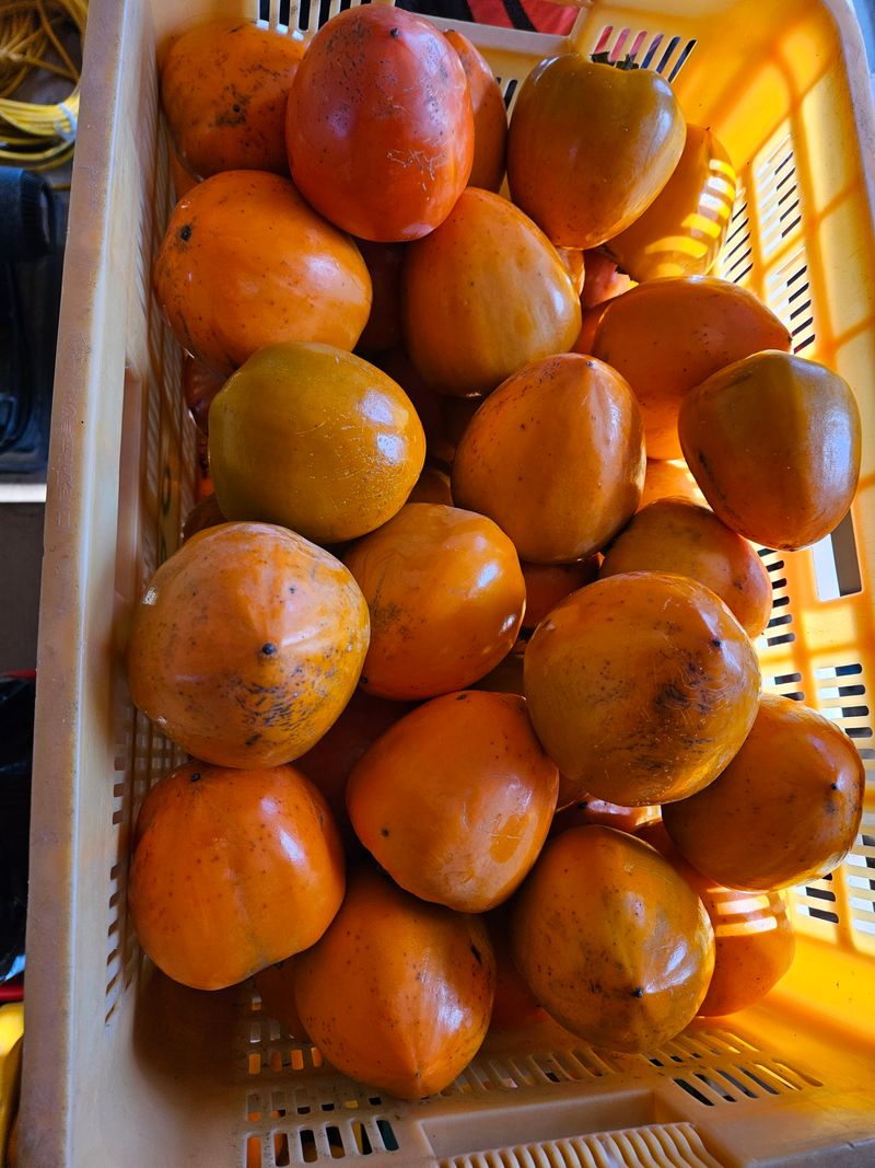 보람농장님의 장터 판매 상품 [대봉감 10키로 판매] 첨부 사진