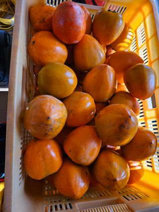 보람농장님의 작성글 사진