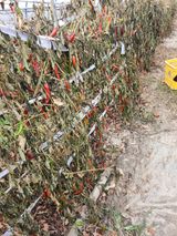 팜모닝 오늘 어떤 농작업하셨나요?·참여글 게시글 이미지