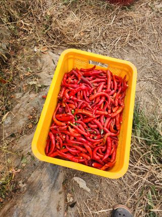 윤정숙님의 오늘 어떤 농작업하셨나요? · 참여글 작성글 사진