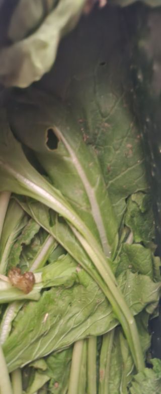 윤정숙님의 오늘 어떤 농작업하셨나요? · 참여글 작성글 사진