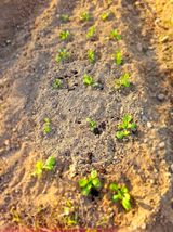 팜모닝 오늘 어떤 농작업하셨나요?·참여글 게시글 이미지