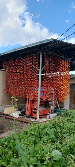 산양 위만(엄문섭)님의 오늘 어떤 농작업하셨나요? · 참여글 작성글 사진