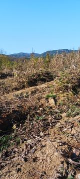 팜모닝 오늘 어떤 농작업하셨나요?·참여글 게시글 이미지