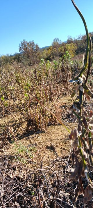 산양 위만(엄문섭)님의 오늘 어떤 농작업하셨나요? · 참여글 작성글 사진