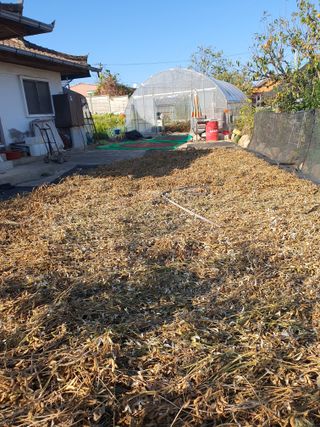 딸기15519님의 오늘 어떤 농작업하셨나요? · 참여글 작성글 사진