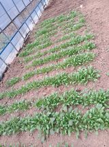 팜모닝 오늘 어떤 농작업하셨나요?·참여글 게시글 이미지