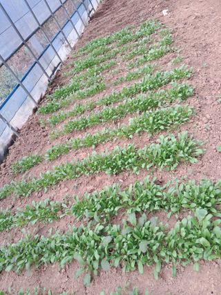 최한기님의 오늘 어떤 농작업하셨나요? · 참여글 작성글 사진