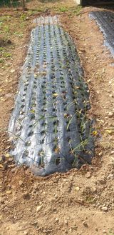 팜모닝 오늘 어떤 농작업하셨나요?·참여글 게시글 이미지