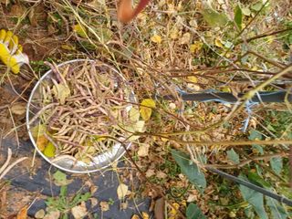 호박7528님의 오늘 어떤 농작업하셨나요? · 참여글 작성글 사진