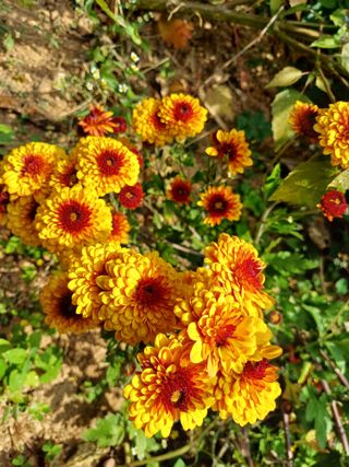 호박7528님의 오늘 어떤 농작업하셨나요? · 참여글 작성글 사진