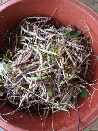 호박7528님의 오늘 어떤 농작업하셨나요? · 참여글 작성글 사진