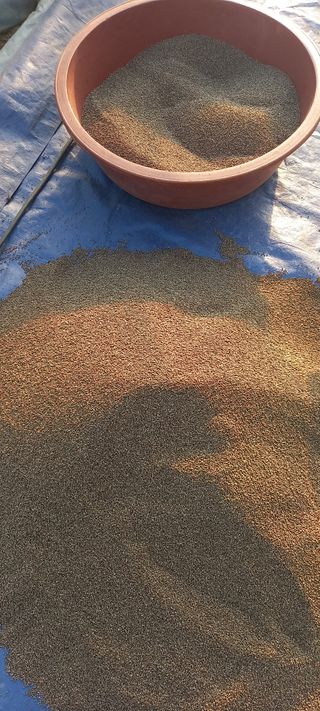 장만월님의 오늘 어떤 농작업하셨나요? · 참여글 작성글 사진