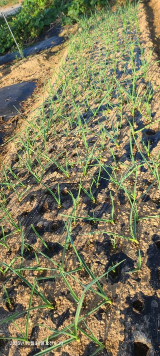 이용우님의 오늘 어떤 농작업하셨나요? · 참여글 작성글 사진