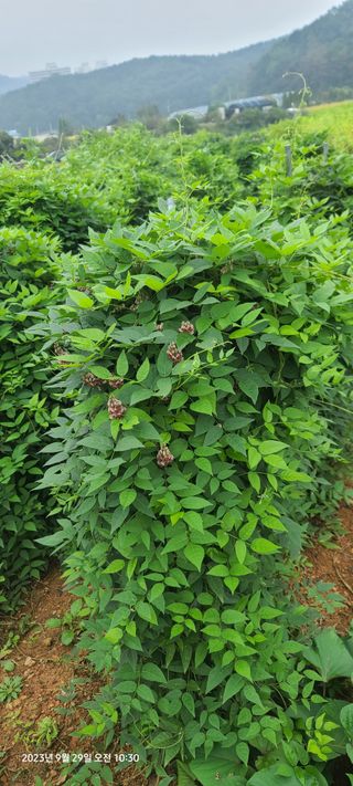 이용우님의 오늘 어떤 농작업하셨나요? · 참여글 작성글 사진